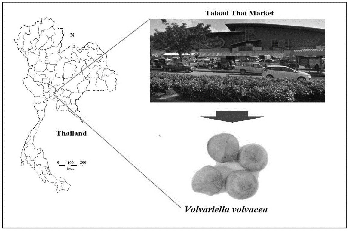 Graphical Abstract