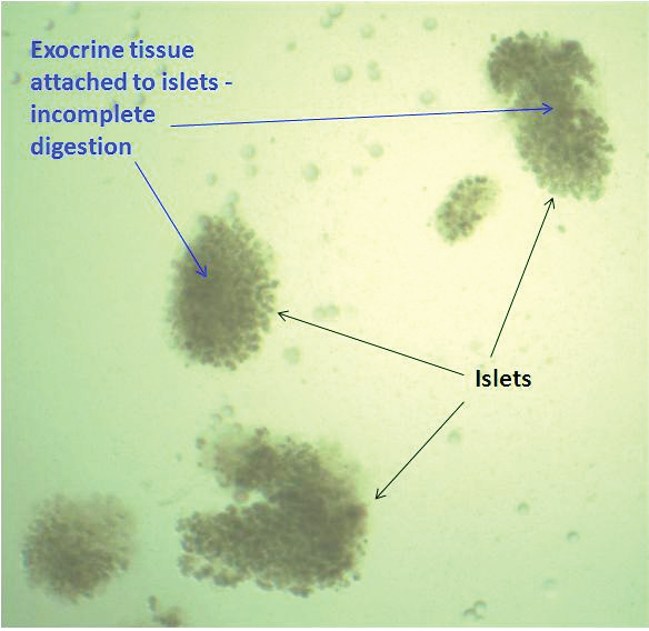 Graphical Abstract