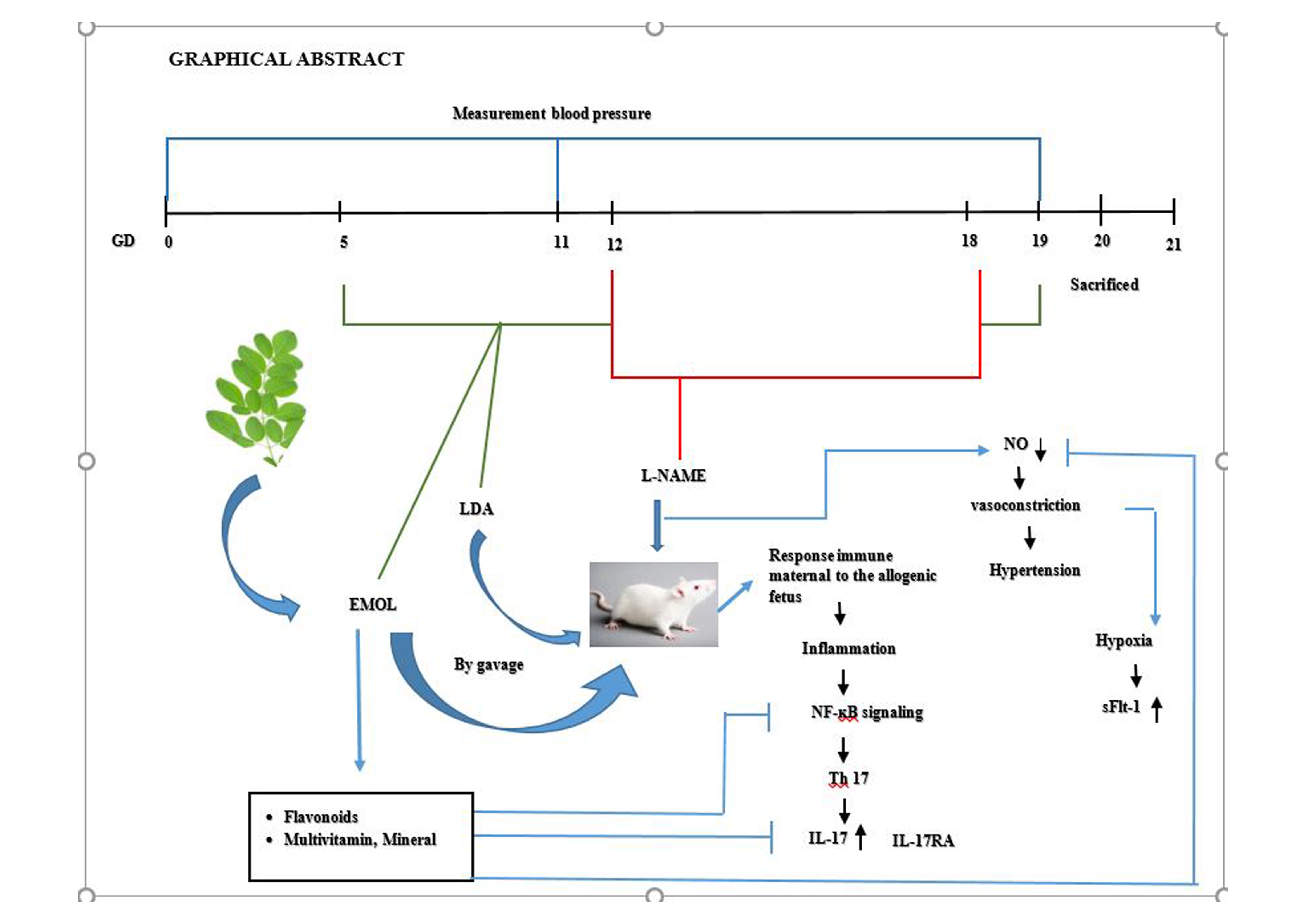 Graphical Abstract