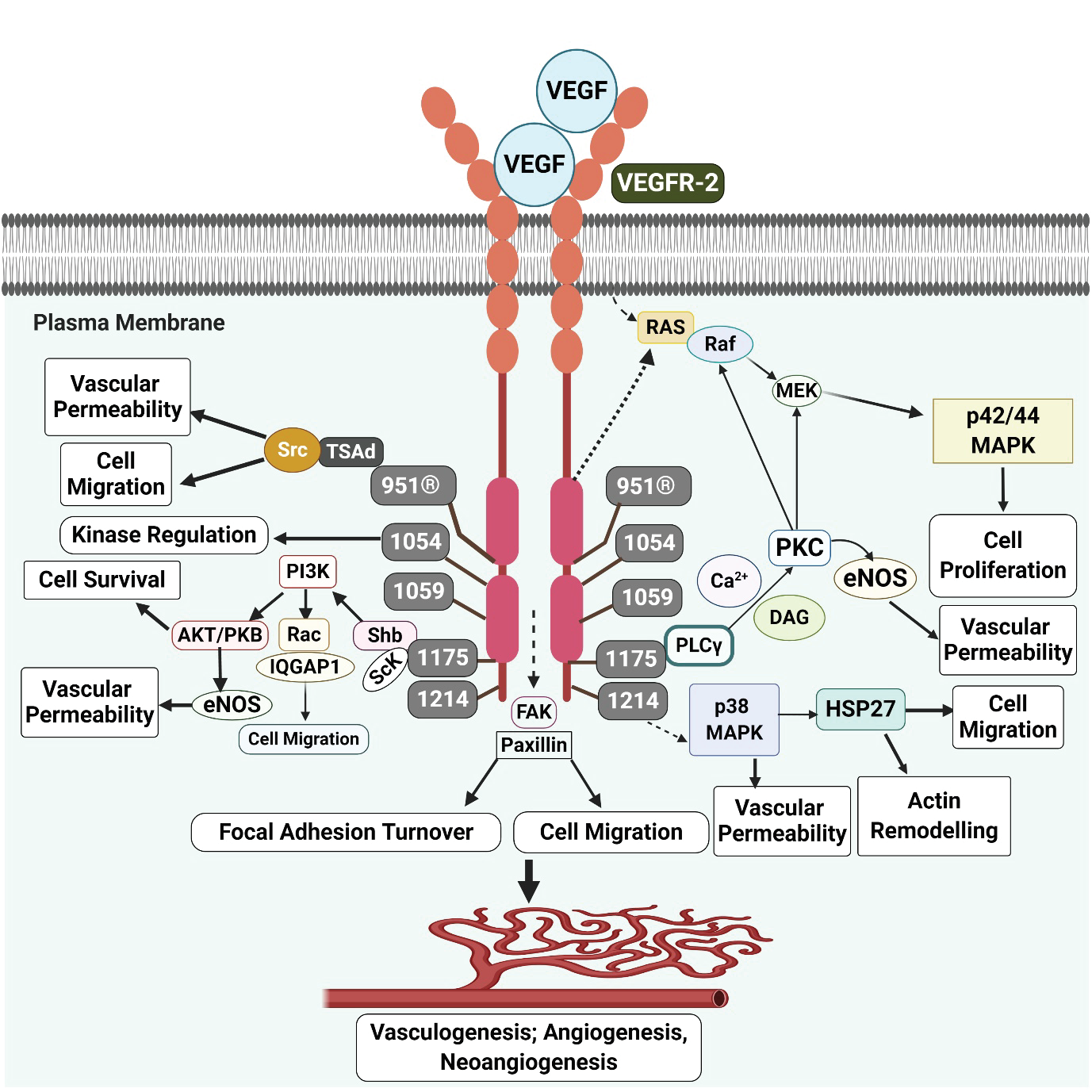 Graphical Abstract