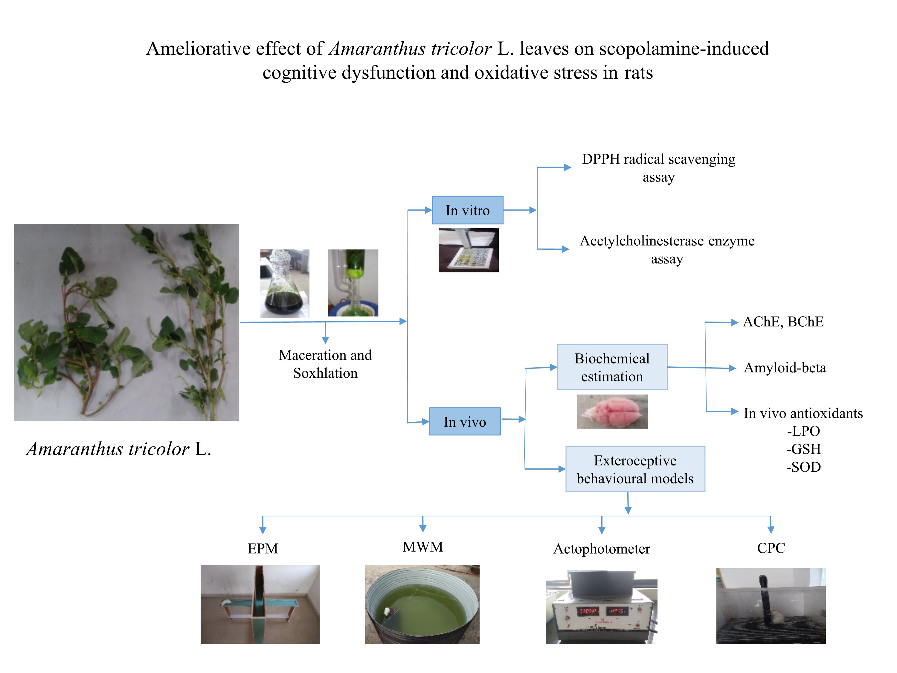 Graphical Abstract