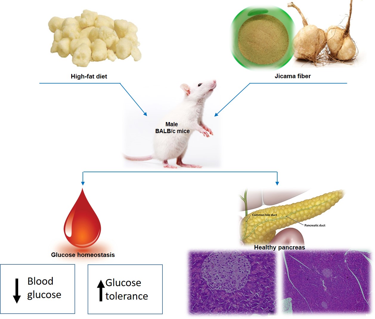 Graphical Abstract