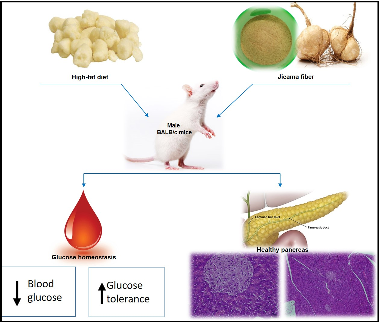Graphical Abstract