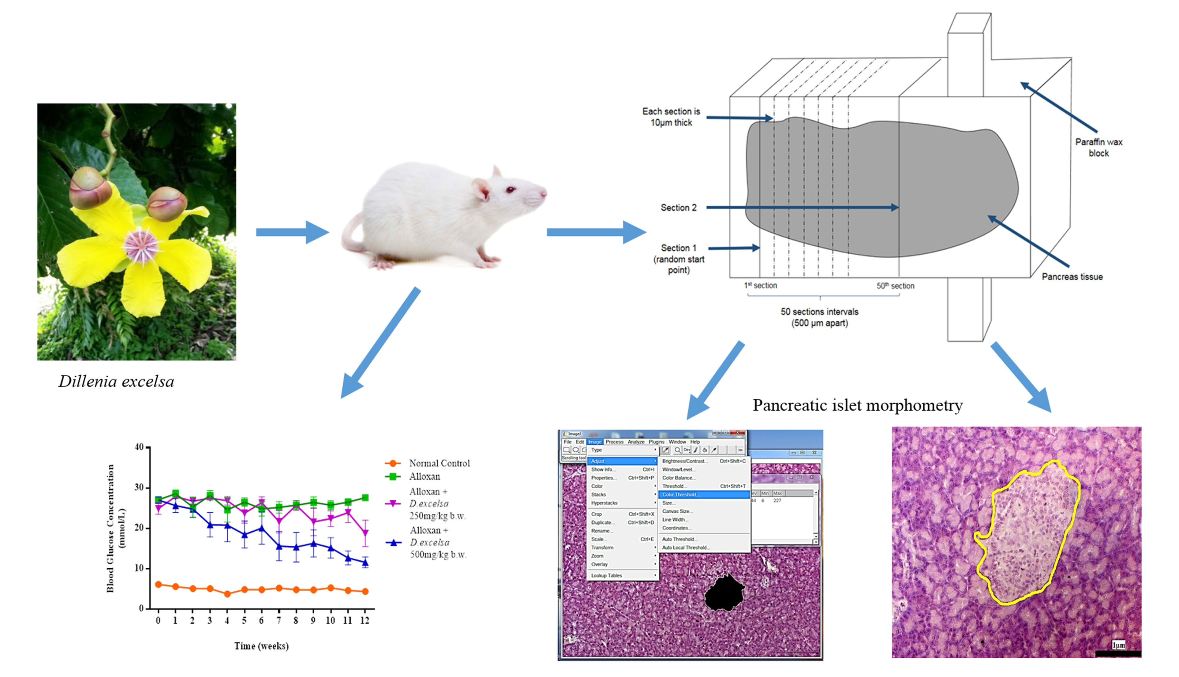 Graphical Abstract
