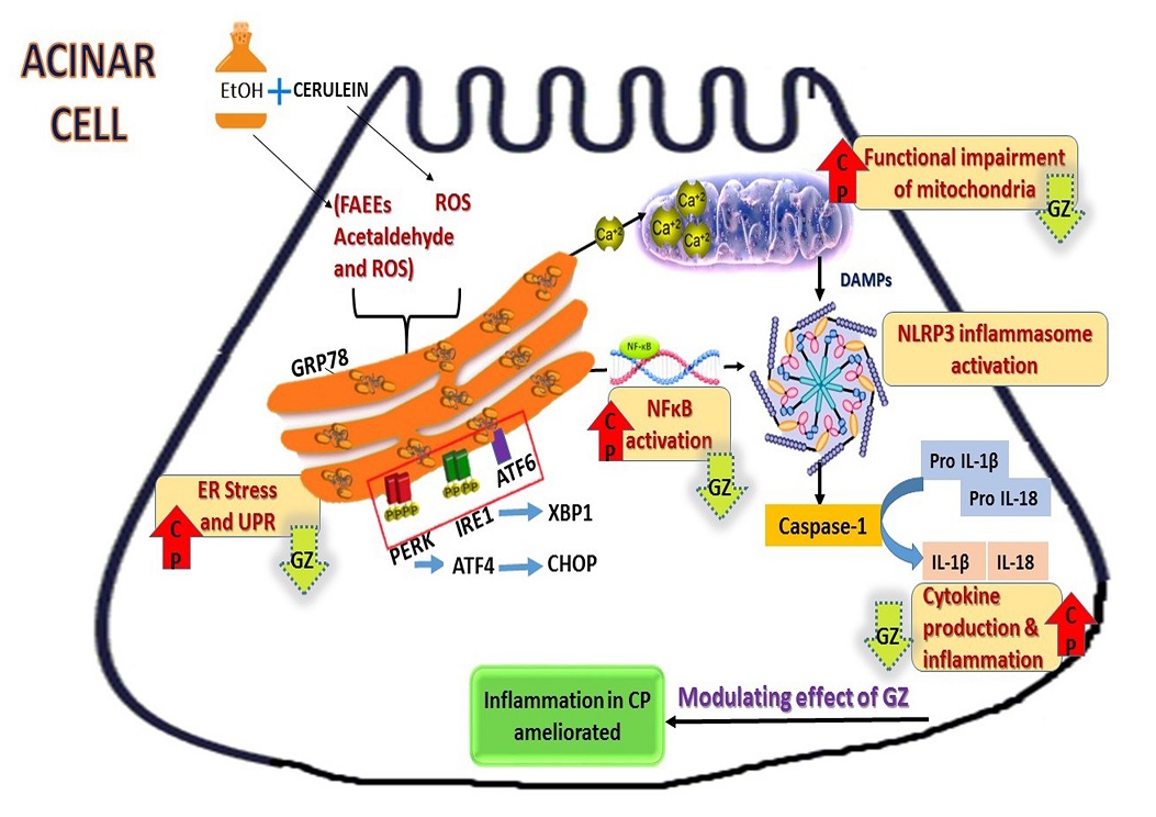 Graphical Abstract