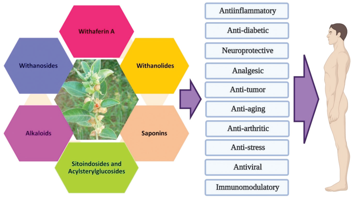 Graphical Abstract