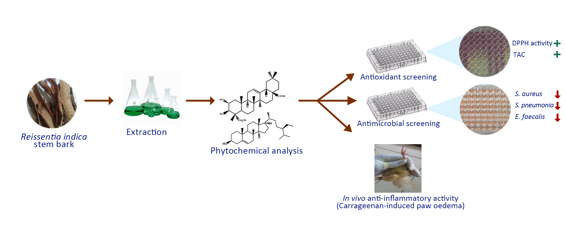 Graphical Abstract