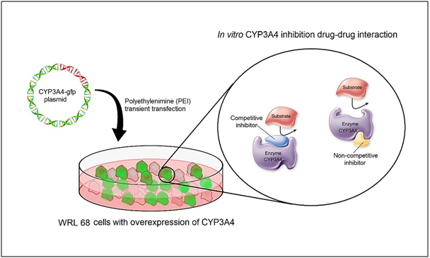 Graphical Abstract
