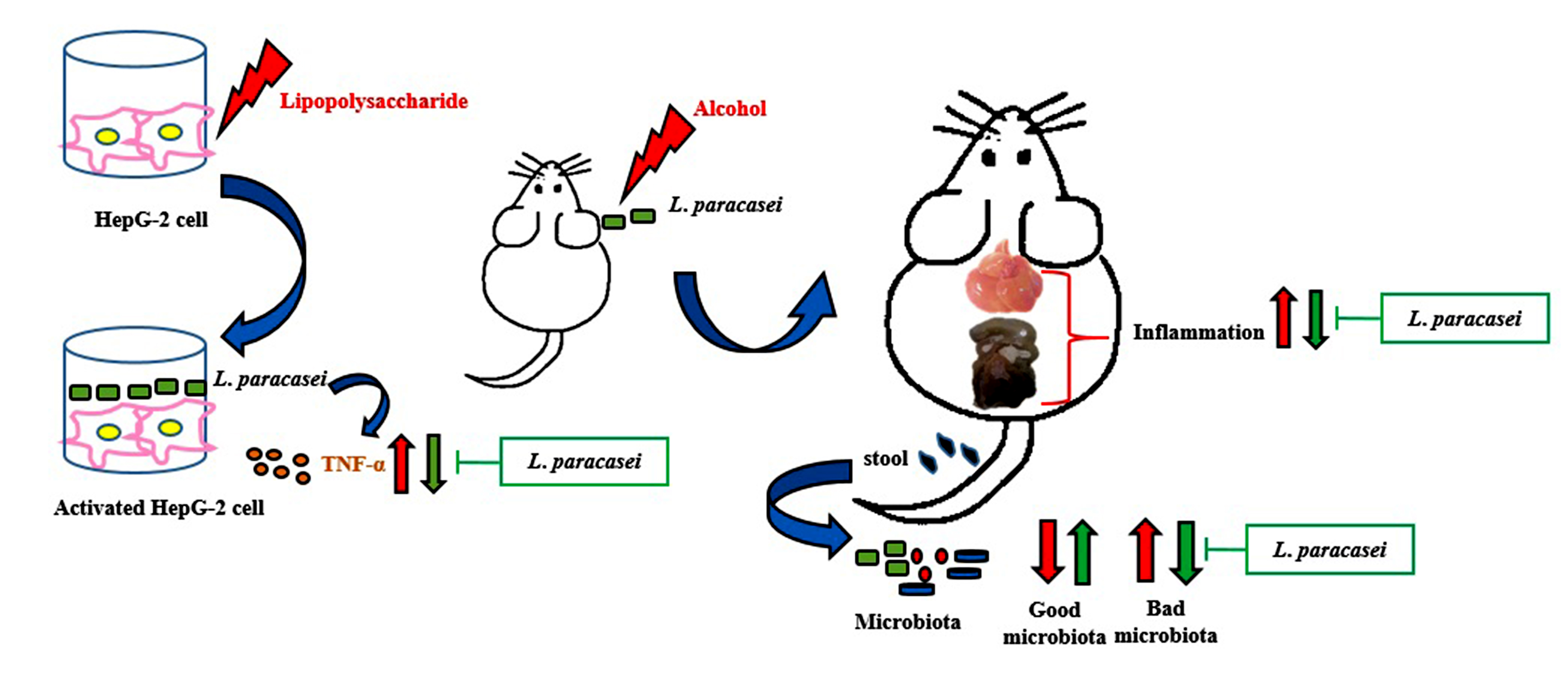 Graphical Abstract