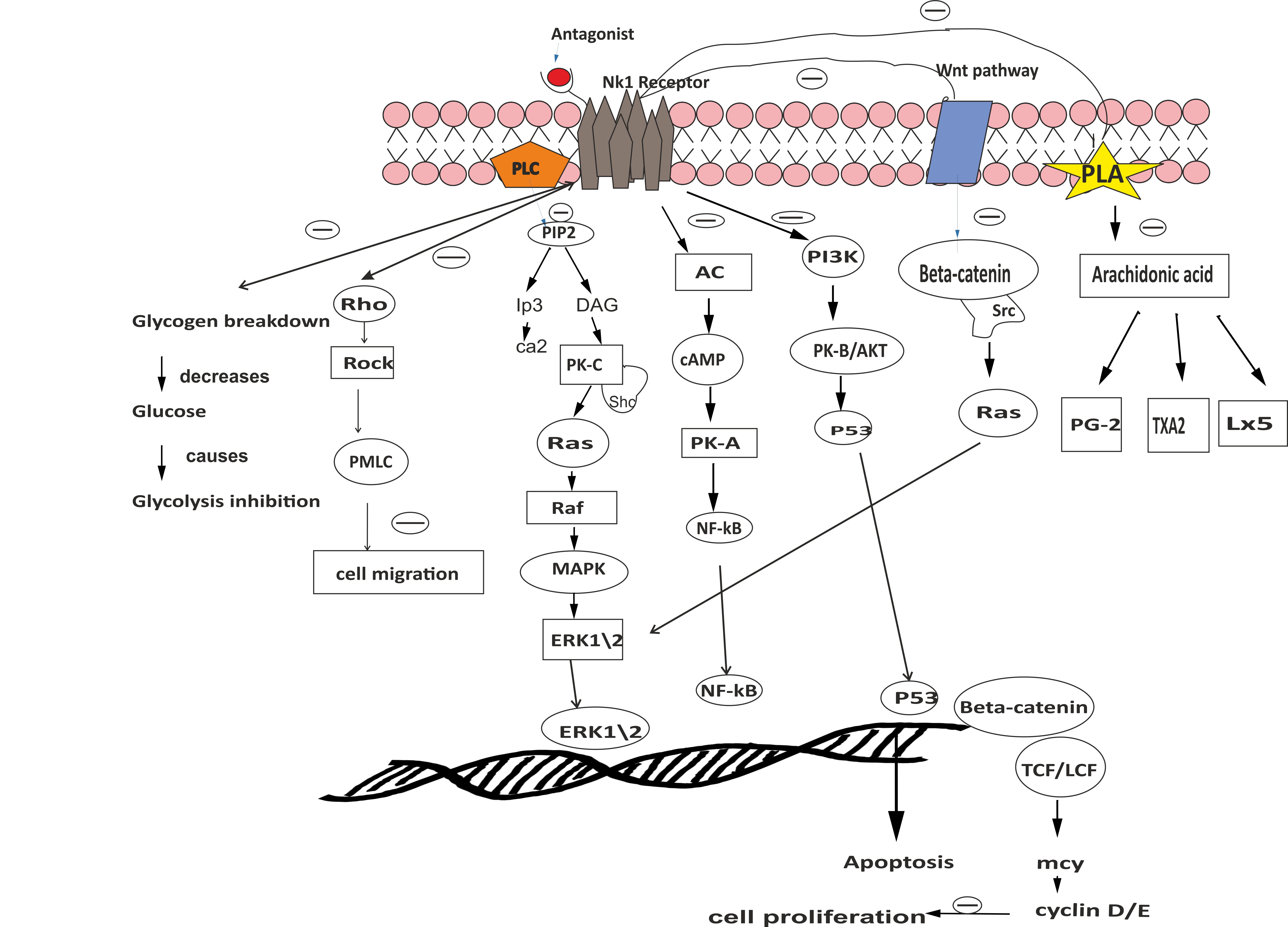 Graphical Abstract