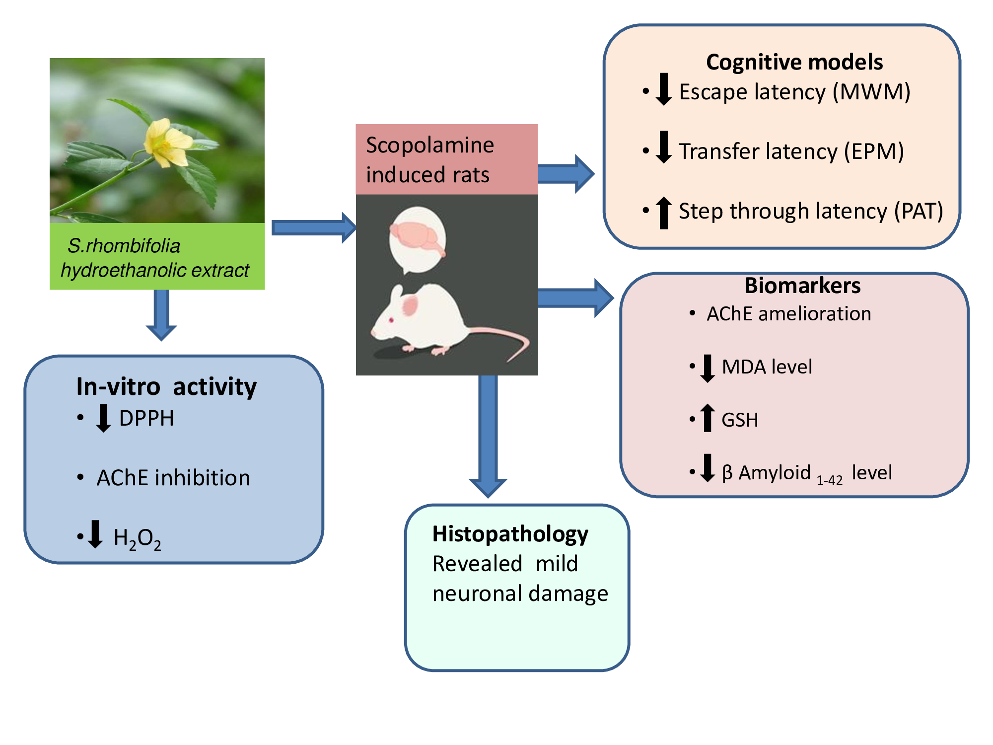 Graphical Abstract