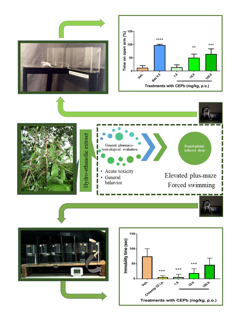Graphical Abstract