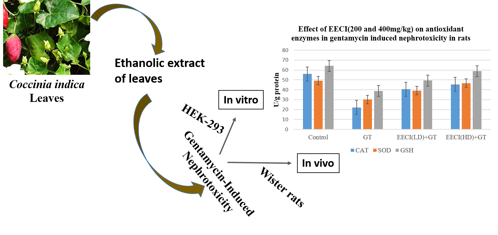 Graphical Abstract