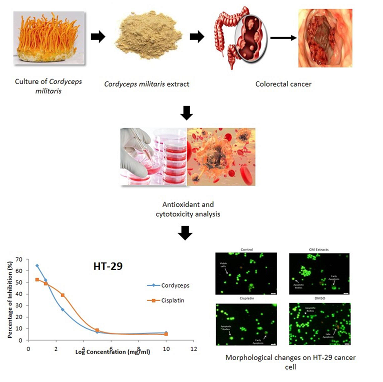 Graphical Abstract