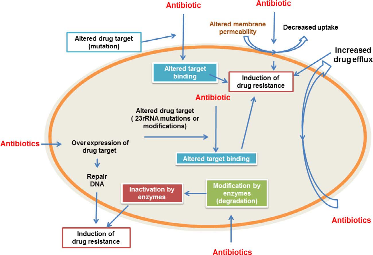 Graphical Abstract
