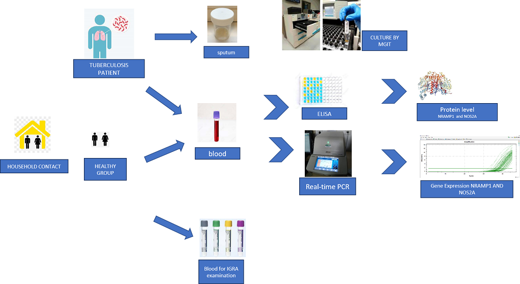 Graphical Abstract