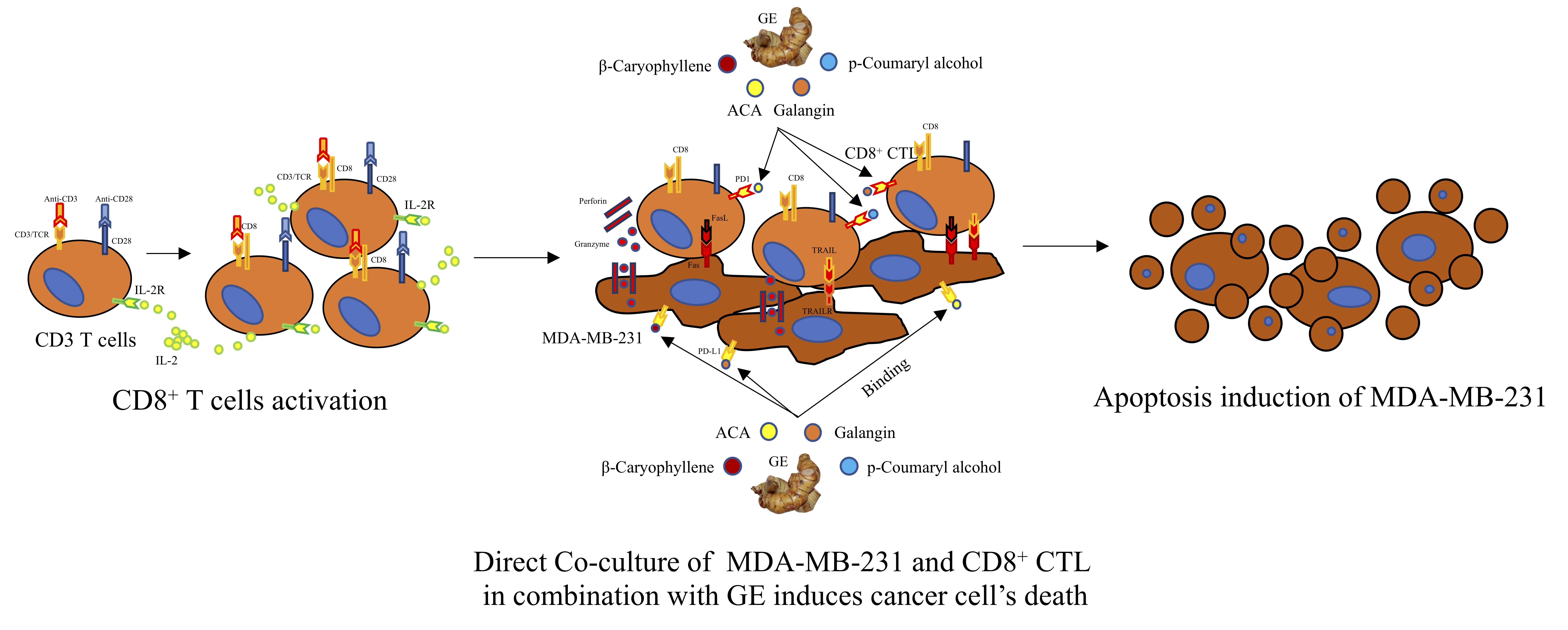 Graphical Abstract