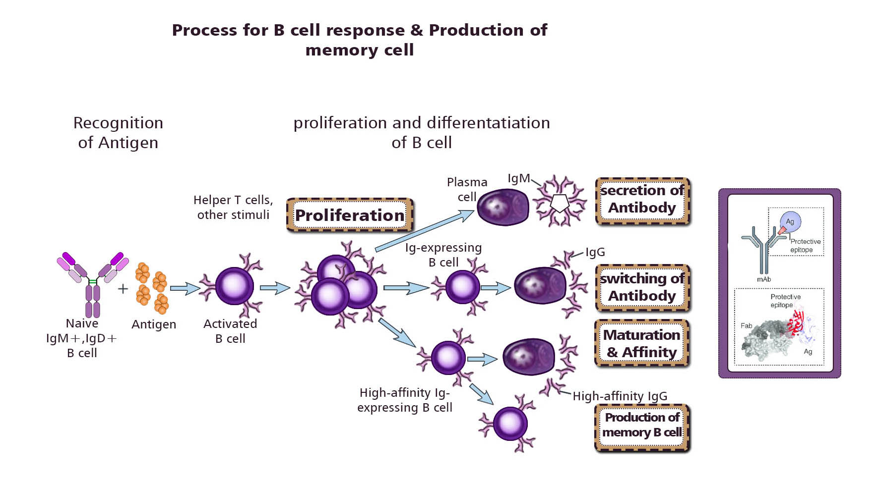 Graphical Abstract