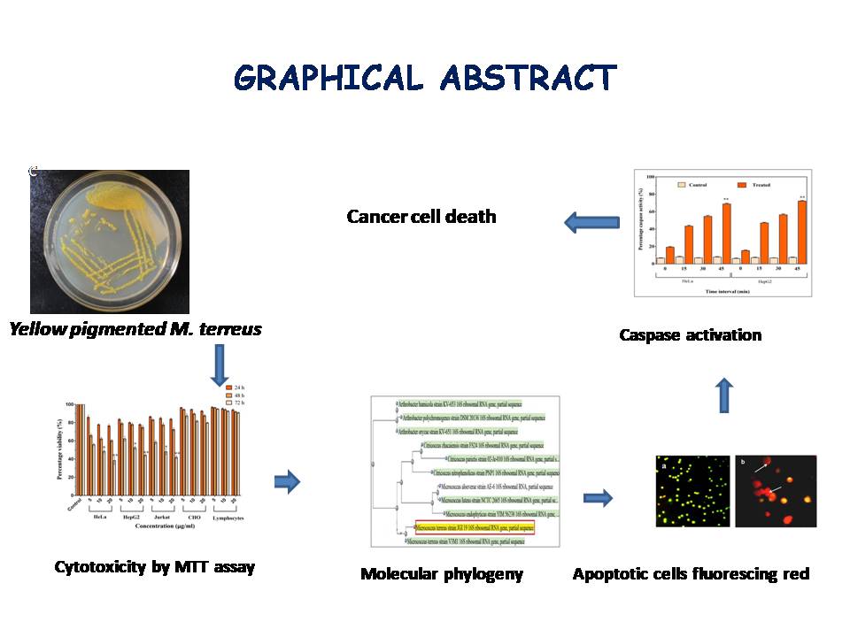 Graphical Abstract