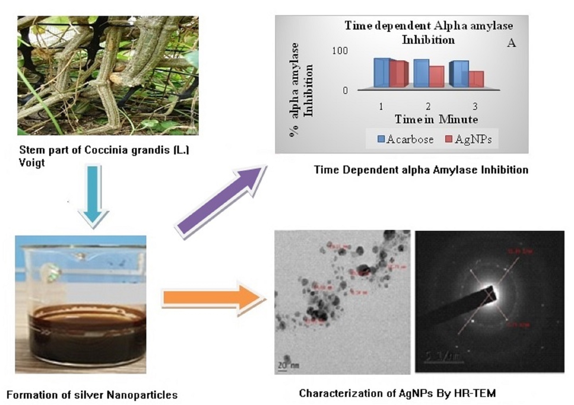 Graphical Abstract