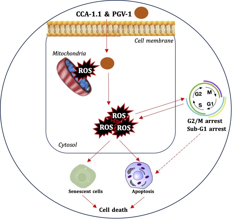 Graphical Abstract