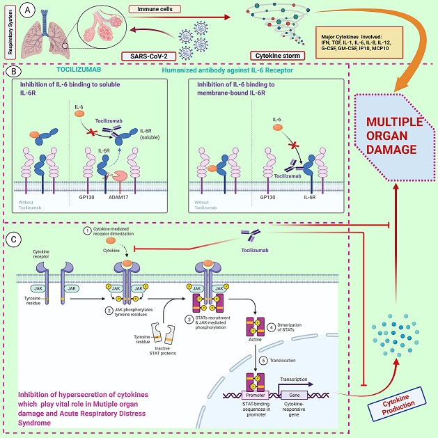 Graphical Abstract