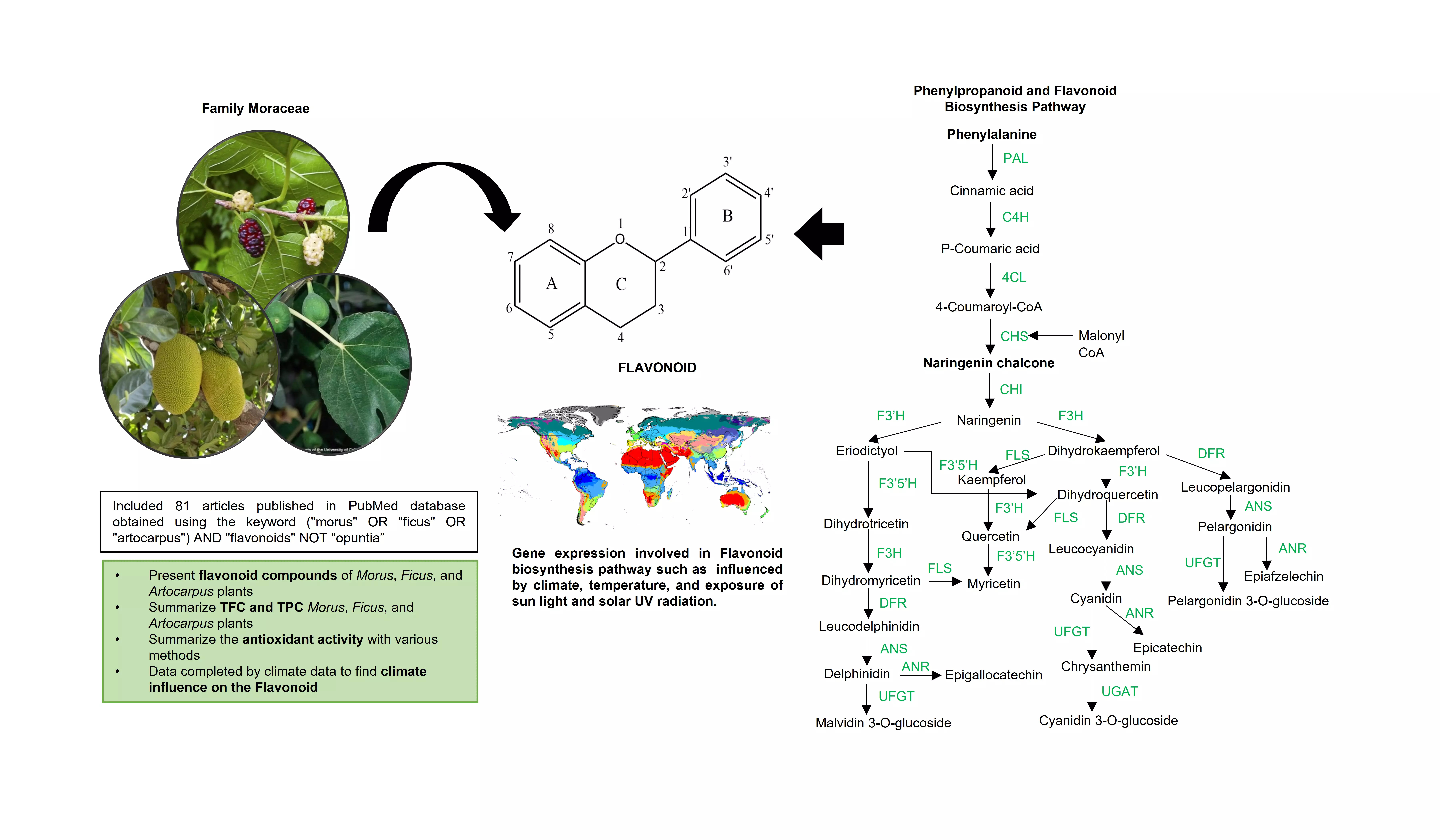 Graphical Abstract