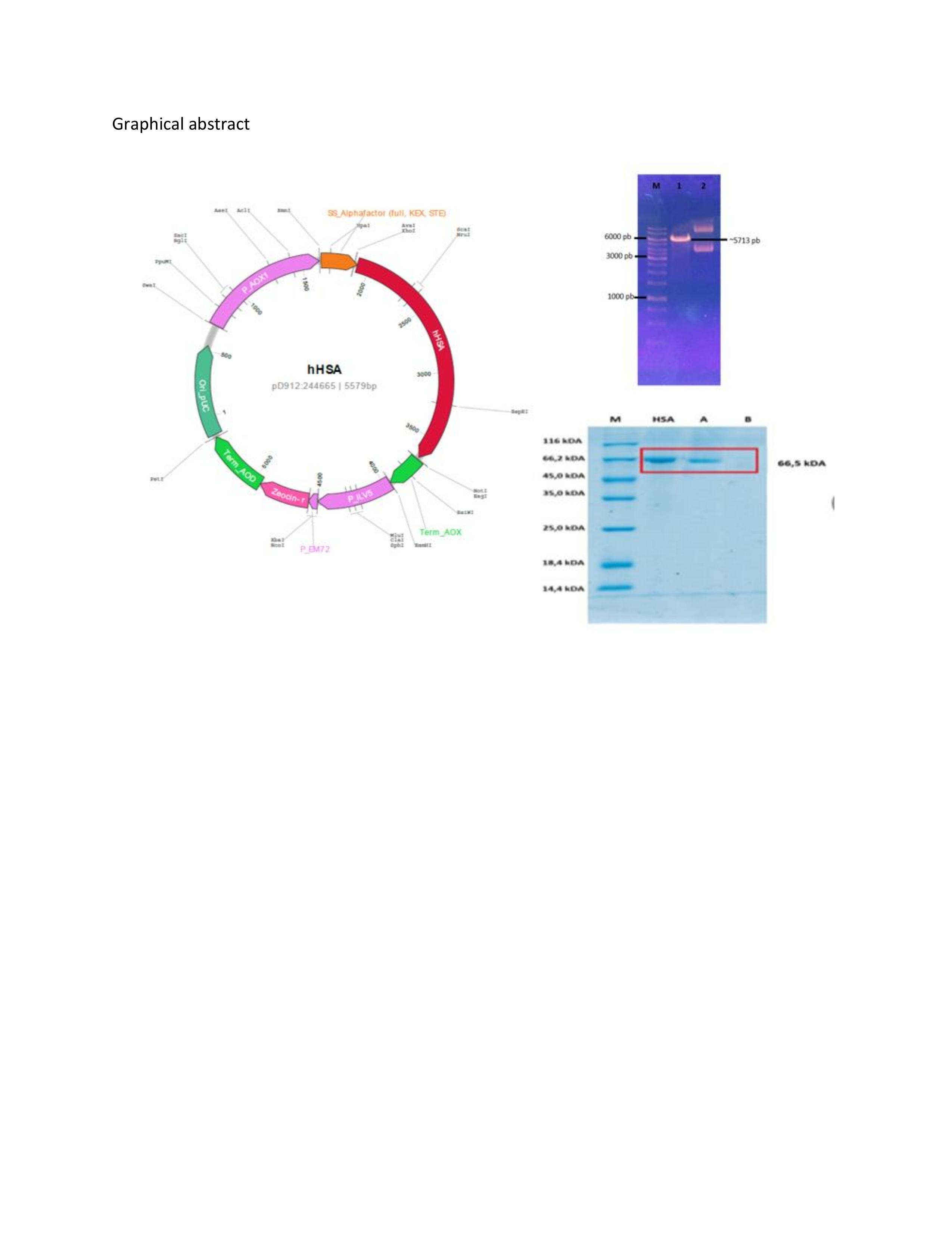 Graphical Abstract