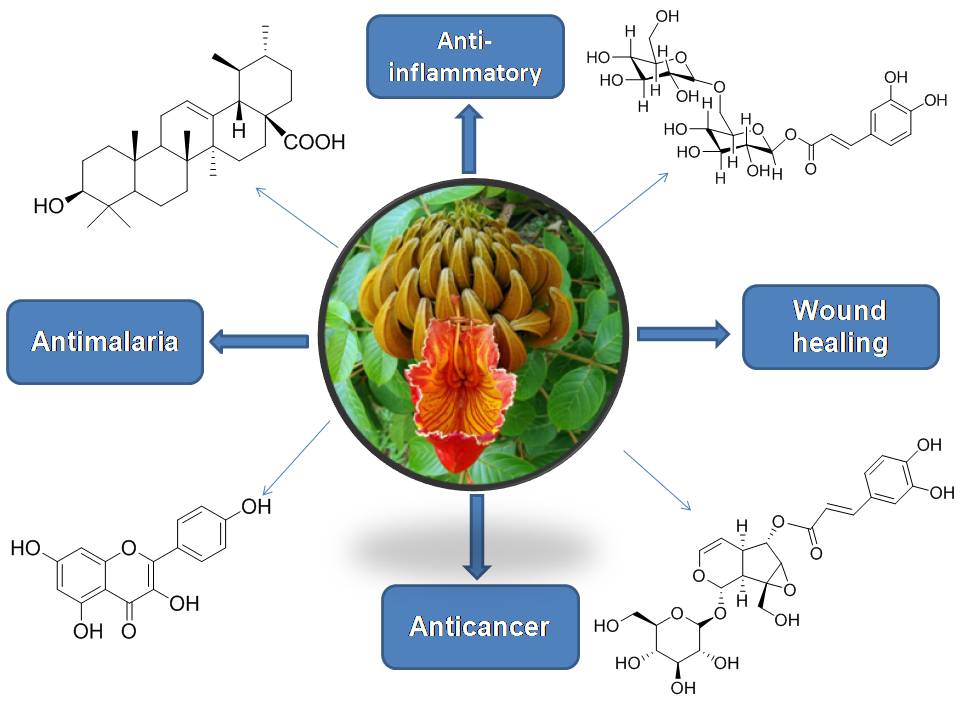 Graphical Abstract