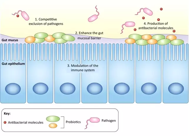 Graphical Abstract