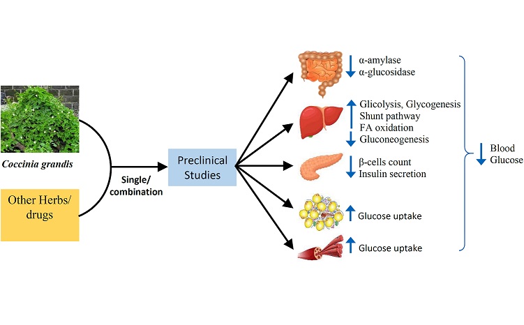 Graphical Abstract