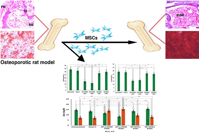 Graphical Abstract