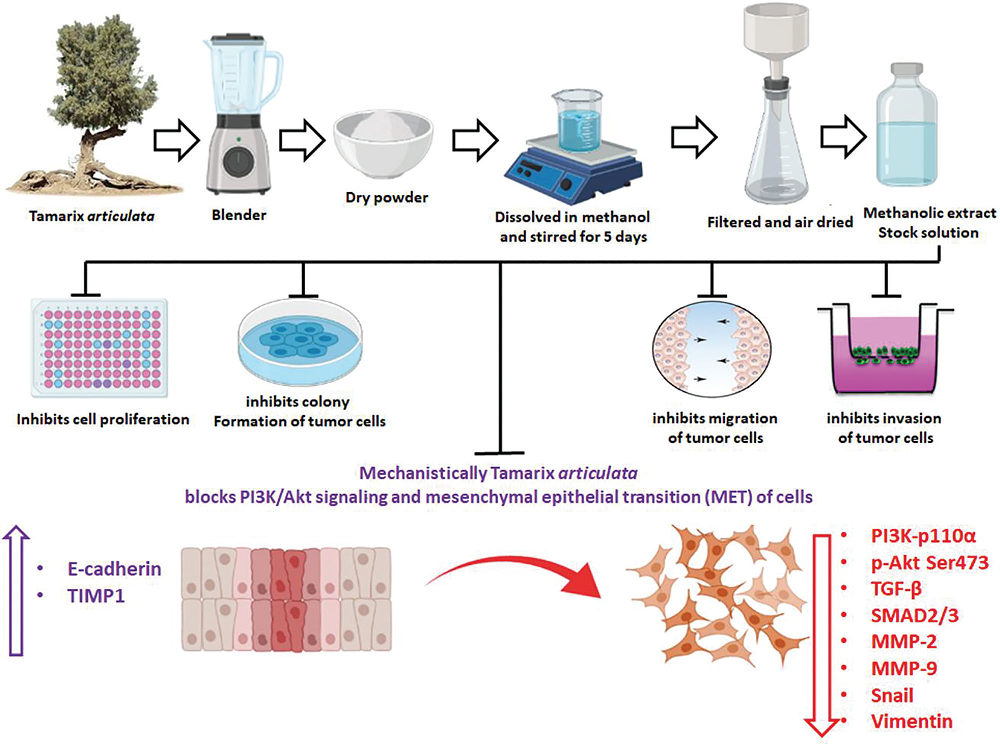 Graphical Abstract