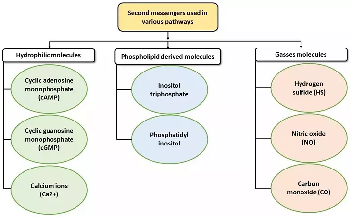 Graphical Abstract