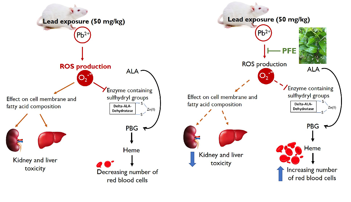 Graphical Abstract