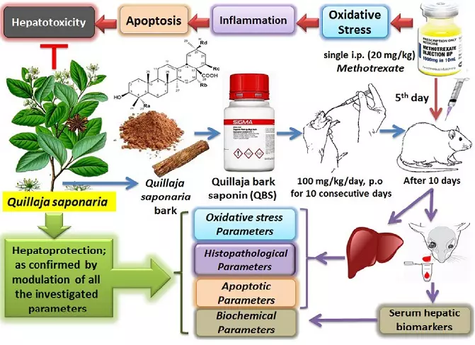 Graphical Abstract