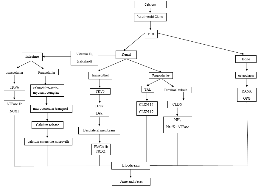Graphical Abstract