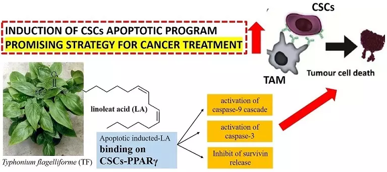 Graphical Abstract