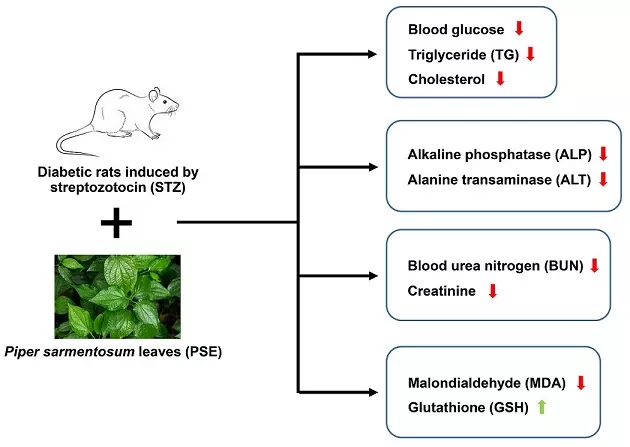 Graphical Abstract