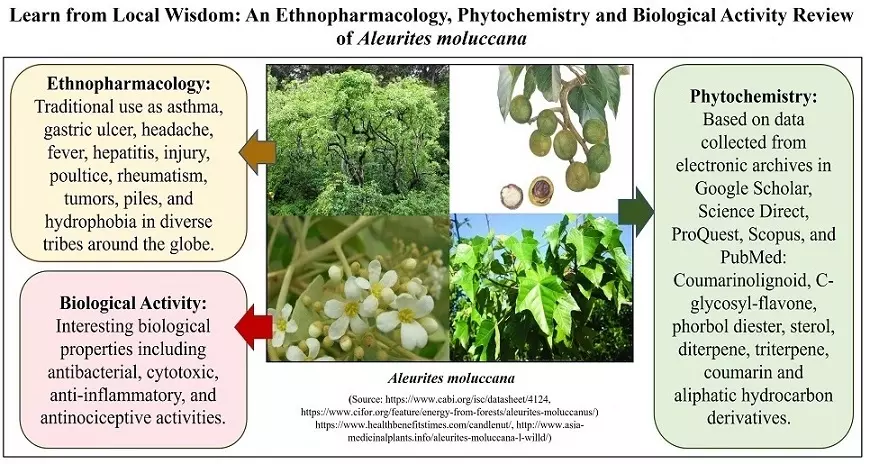 Graphical Abstract