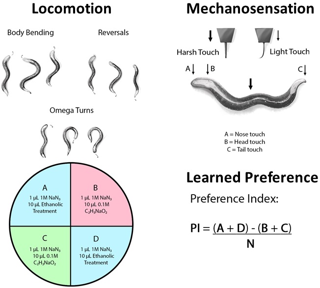 Graphical Abstract