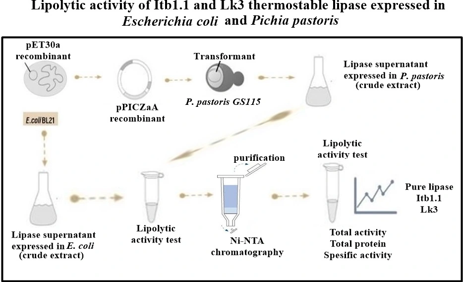 Graphical Abstract