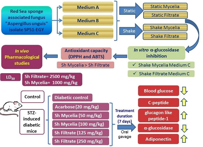 Graphical Abstract