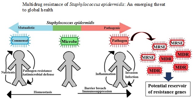 Graphical Abstract