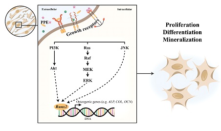 Graphical Abstract