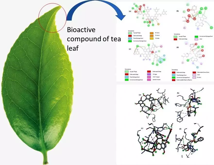 Graphical Abstract