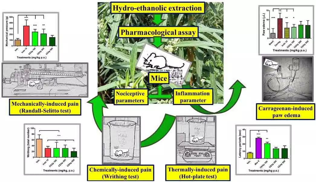 Graphical Abstract