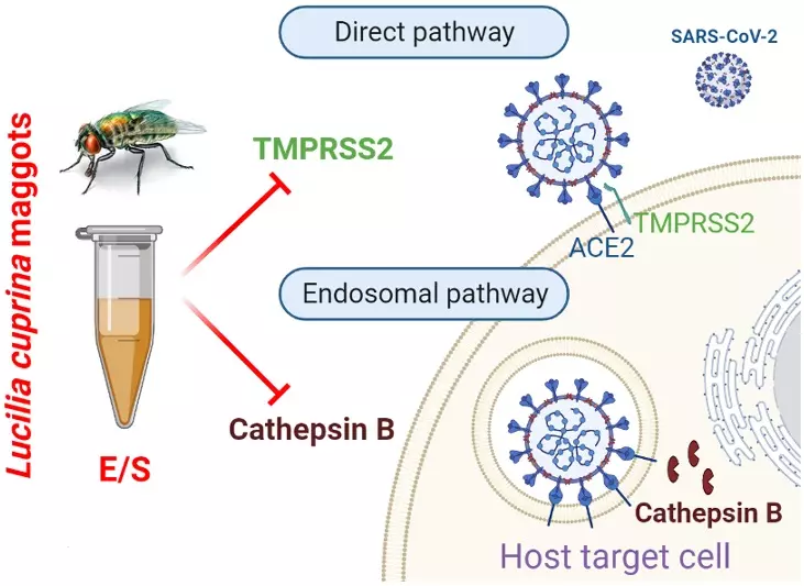Graphical Abstract