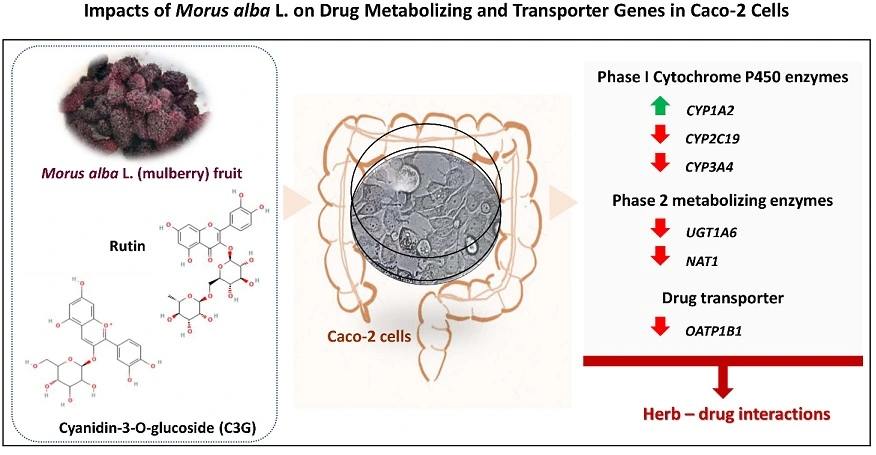 Graphical Abstract