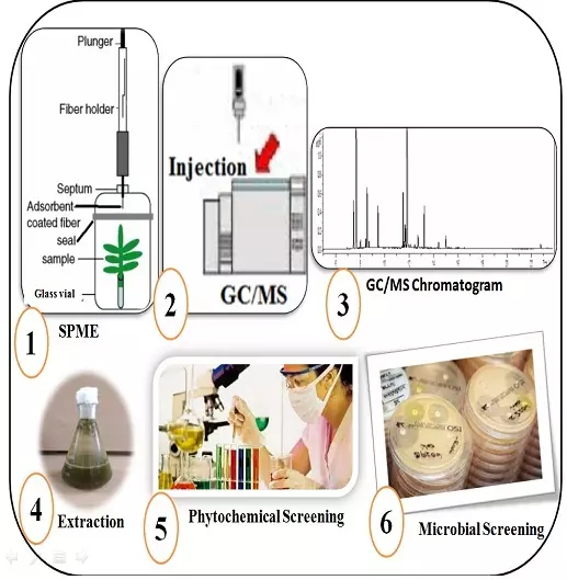 Graphical Abstract